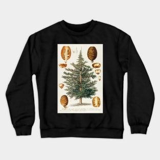 Cedar tree and cone dissectation - Cedrus - botanical illustration Crewneck Sweatshirt